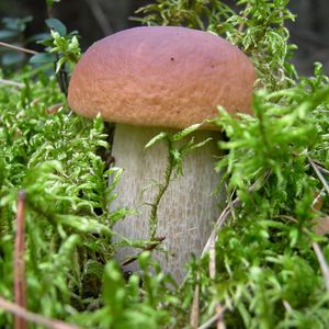 Preview wallpaper mushroom, grass, food