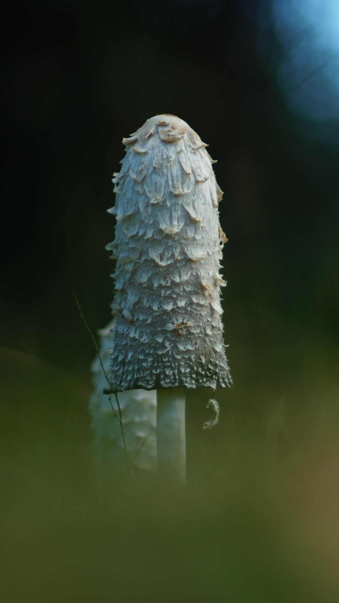 1080x1920 Wallpaper mushroom, grass, highlights, blur, macro, nature