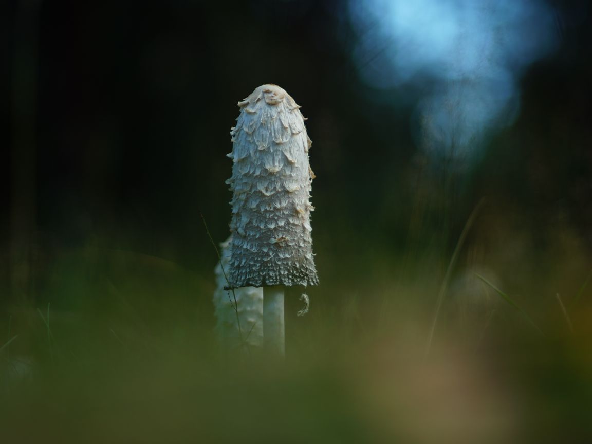 1152x864 Wallpaper mushroom, grass, highlights, blur, macro, nature