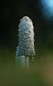 Preview wallpaper mushroom, grass, highlights, blur, macro, nature