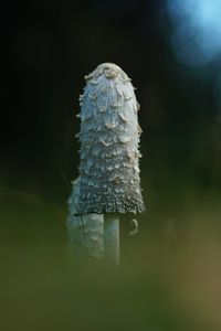 Preview wallpaper mushroom, grass, highlights, blur, macro, nature
