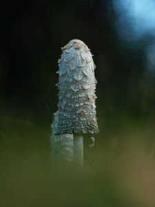 Preview wallpaper mushroom, grass, highlights, blur, macro, nature