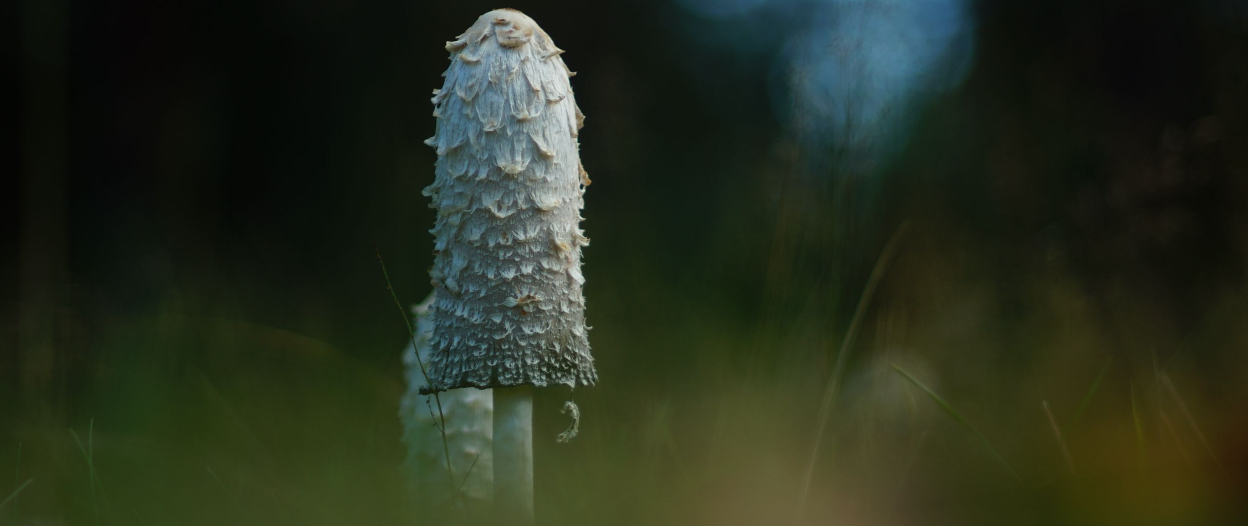2560x1080 Wallpaper mushroom, grass, highlights, blur, macro, nature