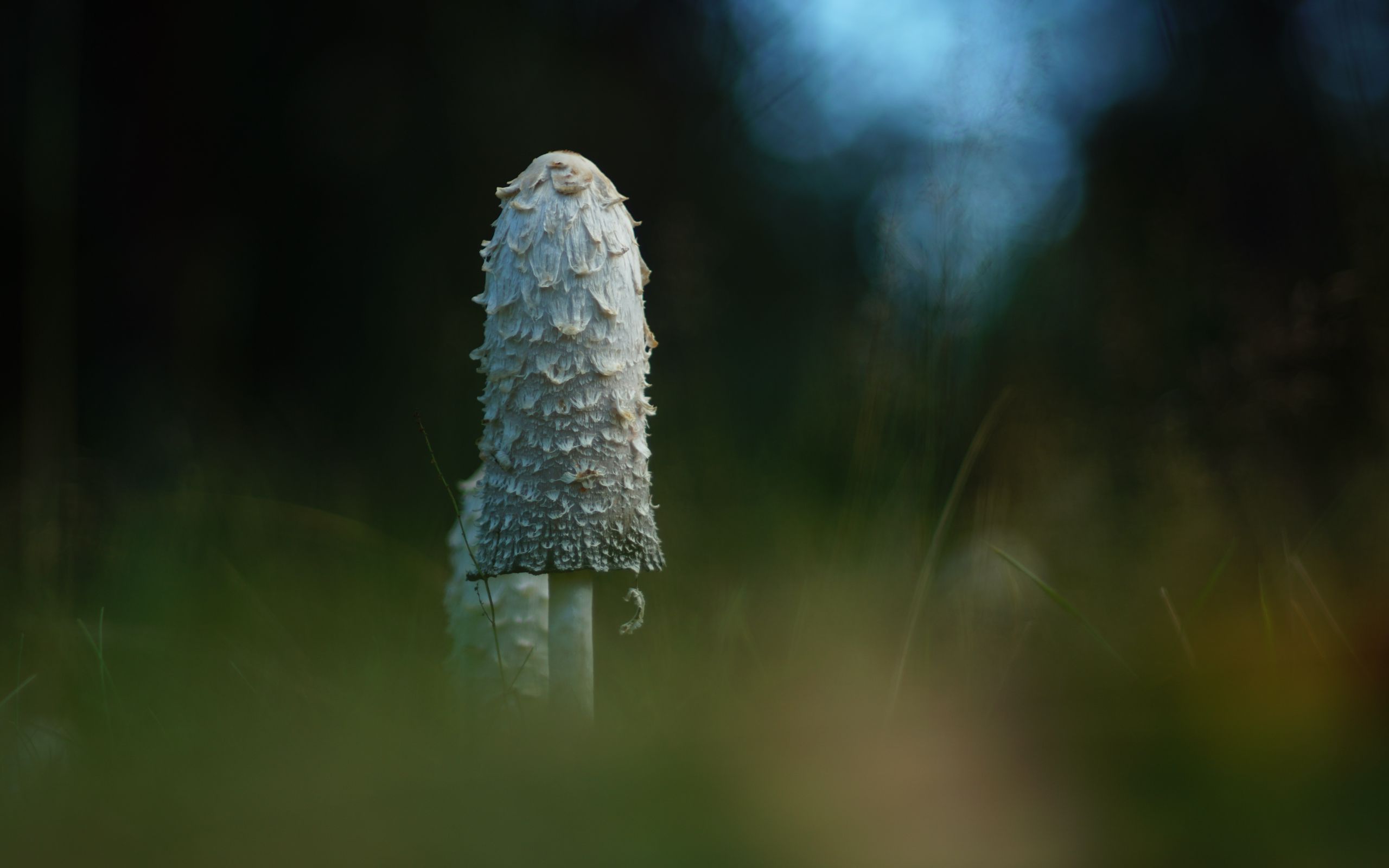 2560x1600 Wallpaper mushroom, grass, highlights, blur, macro, nature