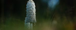 Preview wallpaper mushroom, grass, highlights, blur, macro, nature