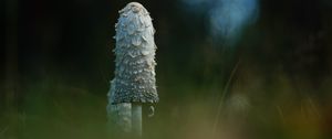 Preview wallpaper mushroom, grass, highlights, blur, macro, nature