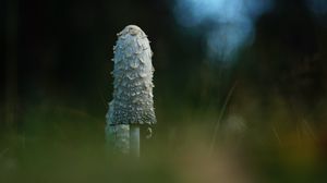 Preview wallpaper mushroom, grass, highlights, blur, macro, nature