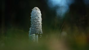 Preview wallpaper mushroom, grass, highlights, blur, macro, nature