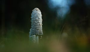 Preview wallpaper mushroom, grass, highlights, blur, macro, nature