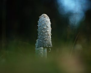 Preview wallpaper mushroom, grass, highlights, blur, macro, nature