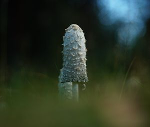 Preview wallpaper mushroom, grass, highlights, blur, macro, nature