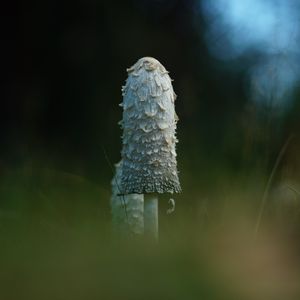 Preview wallpaper mushroom, grass, highlights, blur, macro, nature