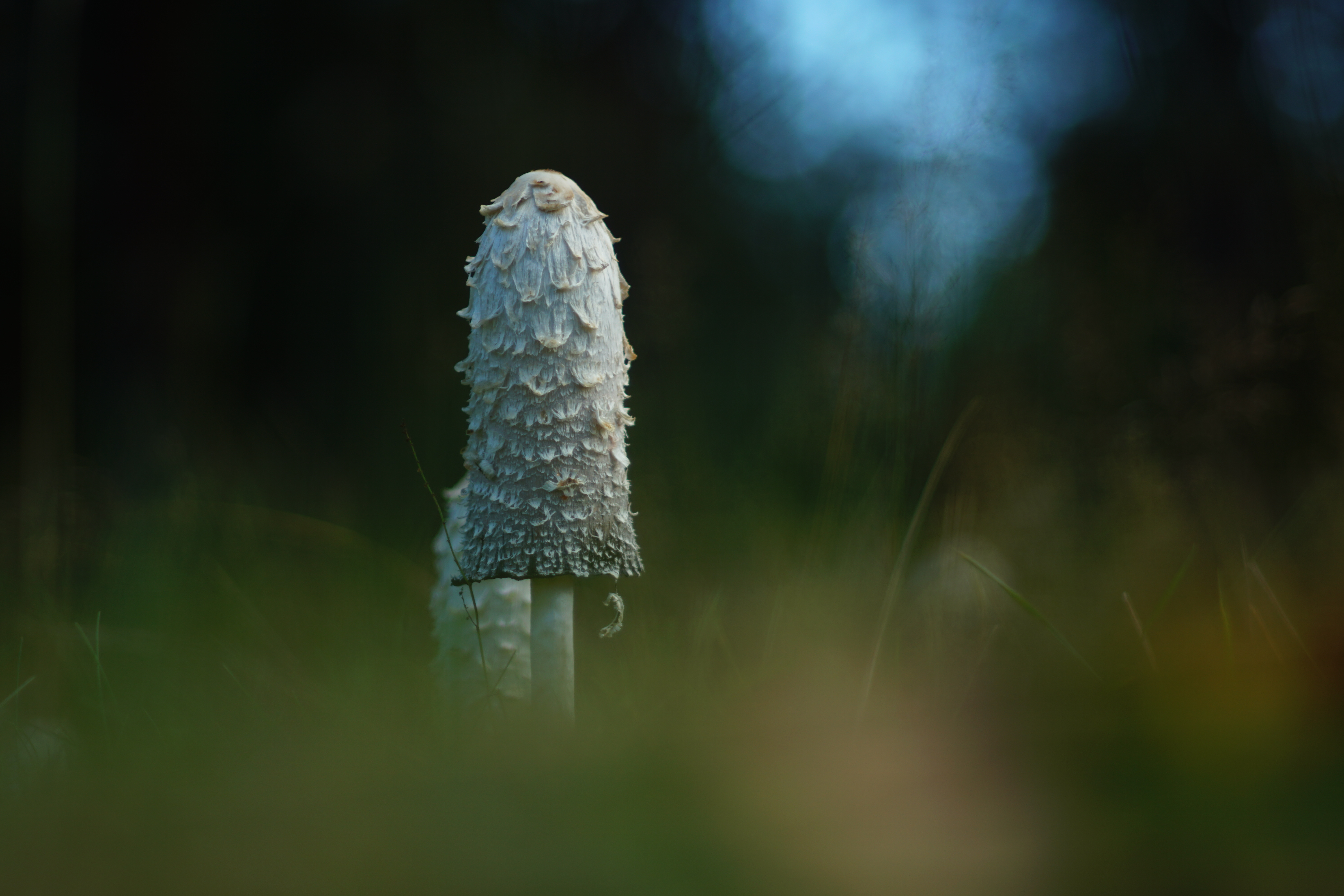 6000x4000 Wallpaper mushroom, grass, highlights, blur, macro, nature