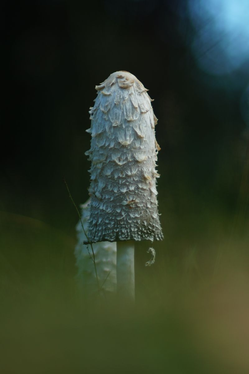 800x1200 Wallpaper mushroom, grass, highlights, blur, macro, nature
