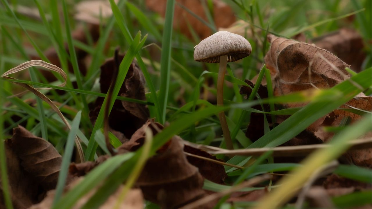 Wallpaper mushroom, grass, leaves, macro, nature