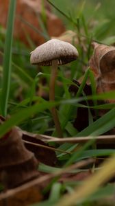 Preview wallpaper mushroom, grass, leaves, macro, nature