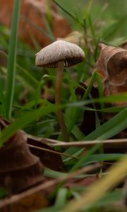 Preview wallpaper mushroom, grass, leaves, macro, nature