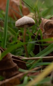 Preview wallpaper mushroom, grass, leaves, macro, nature