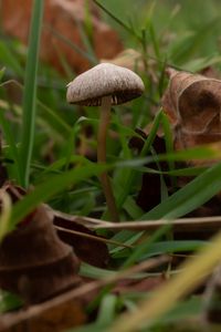 Preview wallpaper mushroom, grass, leaves, macro, nature