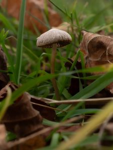 Preview wallpaper mushroom, grass, leaves, macro, nature