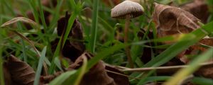Preview wallpaper mushroom, grass, leaves, macro, nature