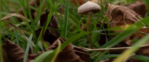 Preview wallpaper mushroom, grass, leaves, macro, nature
