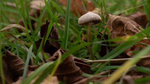 Preview wallpaper mushroom, grass, leaves, macro, nature