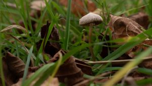 Preview wallpaper mushroom, grass, leaves, macro, nature