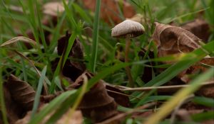 Preview wallpaper mushroom, grass, leaves, macro, nature