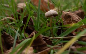 Preview wallpaper mushroom, grass, leaves, macro, nature