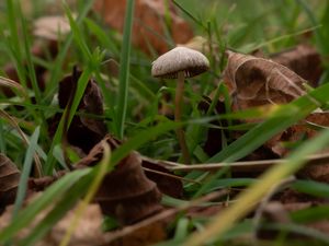 Preview wallpaper mushroom, grass, leaves, macro, nature