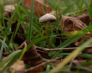 Preview wallpaper mushroom, grass, leaves, macro, nature
