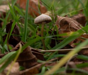 Preview wallpaper mushroom, grass, leaves, macro, nature