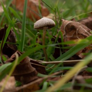 Preview wallpaper mushroom, grass, leaves, macro, nature