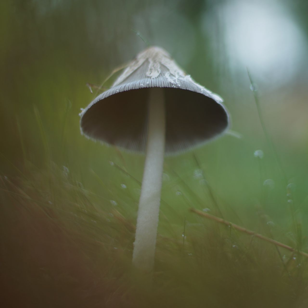 1280x1280 Wallpaper mushroom, grass, macro, drops, blur, nature