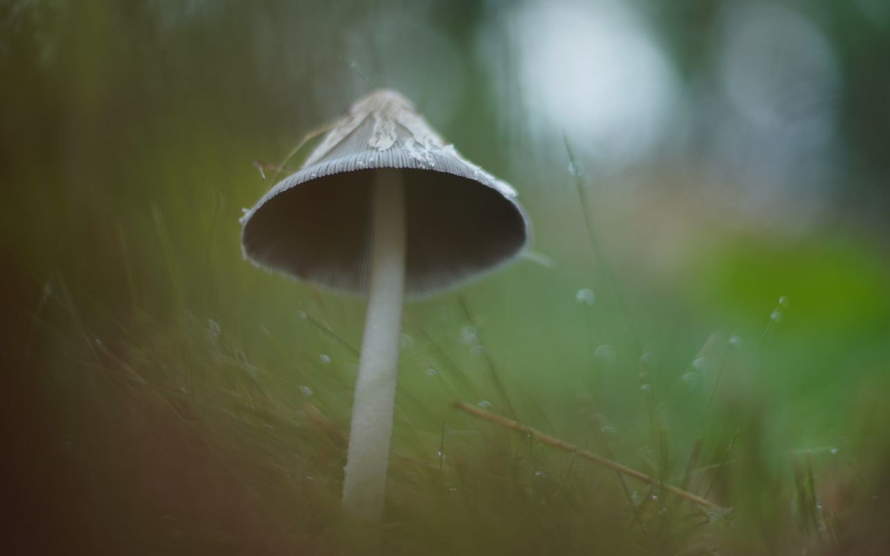 1280x800 Wallpaper mushroom, grass, macro, drops, blur, nature