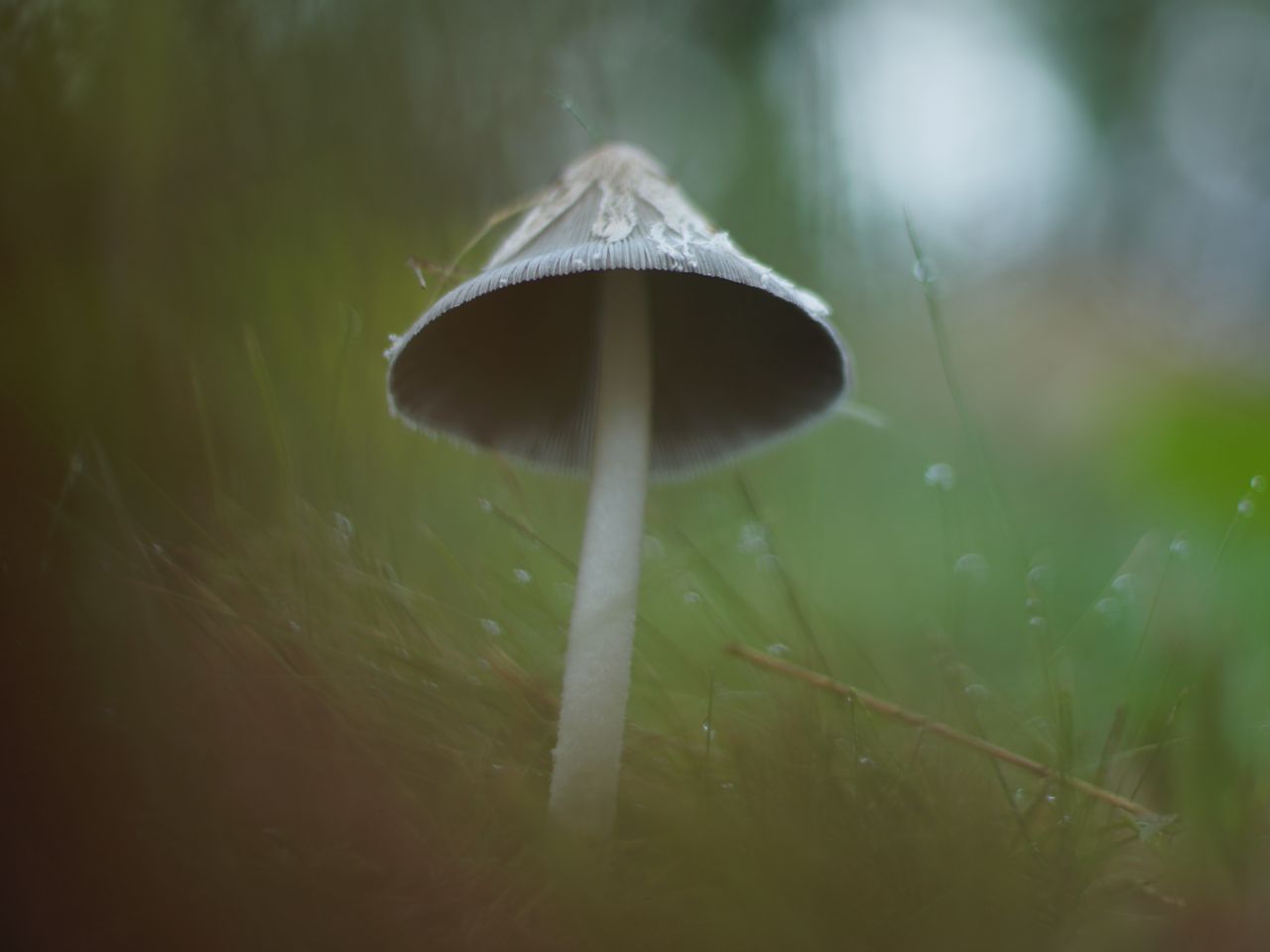 1280x960 Wallpaper mushroom, grass, macro, drops, blur, nature