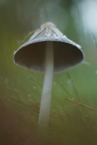 Preview wallpaper mushroom, grass, macro, drops, blur, nature
