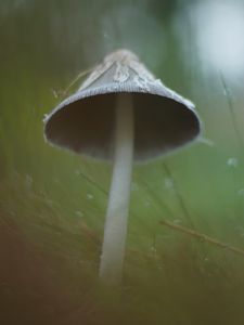 Preview wallpaper mushroom, grass, macro, drops, blur, nature