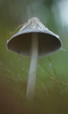 240x400 Wallpaper mushroom, grass, macro, drops, blur, nature