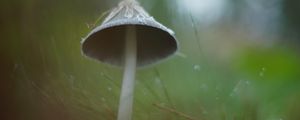 Preview wallpaper mushroom, grass, macro, drops, blur, nature