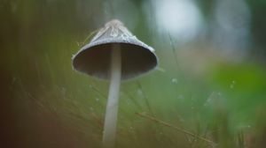 Preview wallpaper mushroom, grass, macro, drops, blur, nature