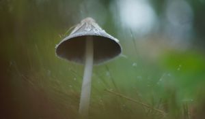 Preview wallpaper mushroom, grass, macro, drops, blur, nature