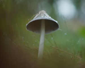Preview wallpaper mushroom, grass, macro, drops, blur, nature