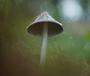 Preview wallpaper mushroom, grass, macro, drops, blur, nature