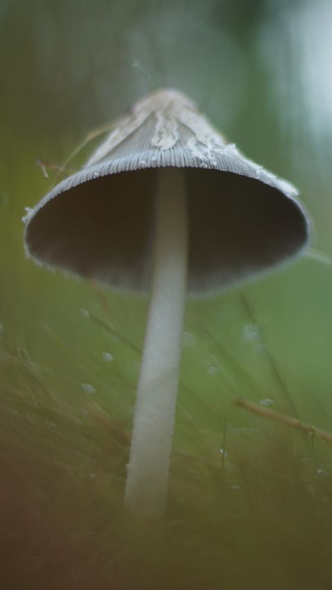 480x854 Wallpaper mushroom, grass, macro, drops, blur, nature