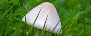 Preview wallpaper mushroom, grass, macro