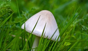 Preview wallpaper mushroom, grass, macro