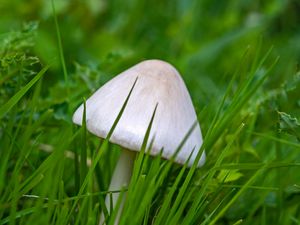 Preview wallpaper mushroom, grass, macro