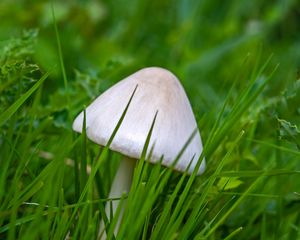 Preview wallpaper mushroom, grass, macro